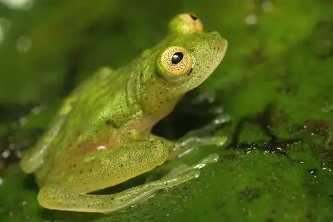 Hyalinobatrachium tricolor