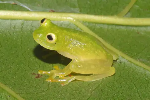 Northern Glassfrog
