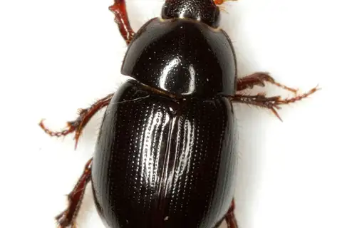 Illiger's Scavenger Scarab