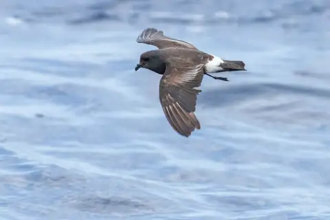 Band-rumped Storm Petrel