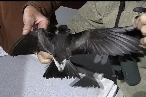 Ainley's Storm Petrel