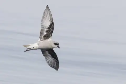 Fork-tailed Storm Petrel