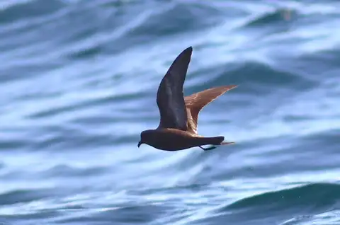 Ashy Storm Petrel