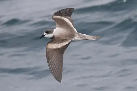Ringed Storm Petrel