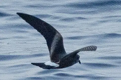 Cape Verde Storm Petrel