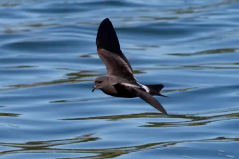 Leach's Storm Petrel