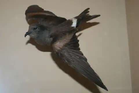 Guadalupe Storm Petrel