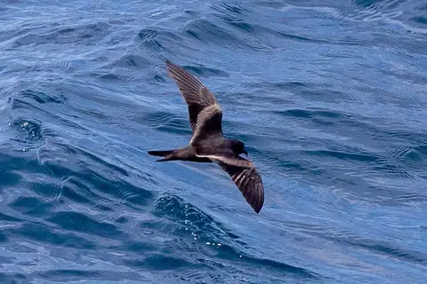 Markham's Storm Petrel