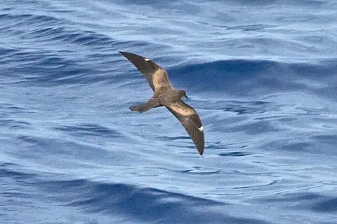 Matsudaira's Storm Petrel