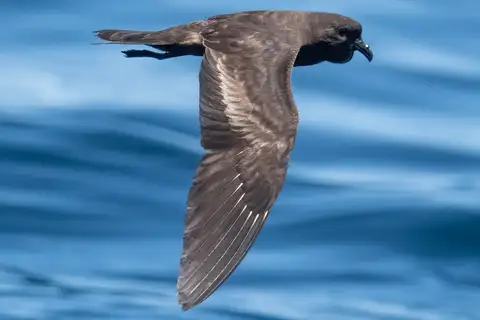 Black Storm Petrel