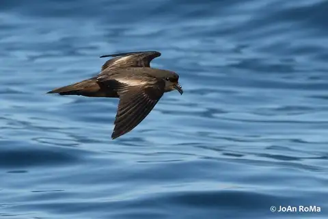 Least Storm Petrel