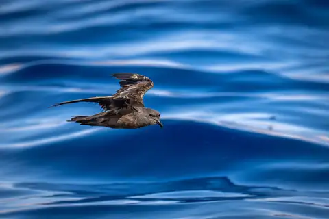 Swinhoe's Storm Petrel