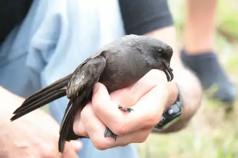 Monteiro's Storm Petrel