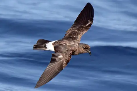 European Storm Petrel