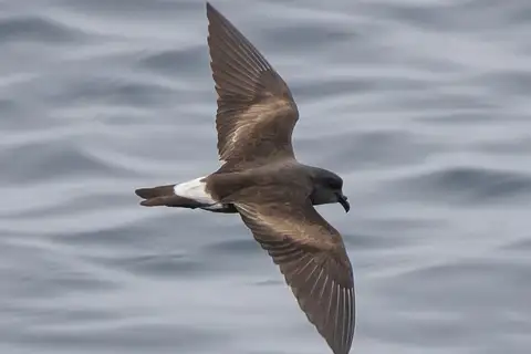 Townsend's Storm Petrel
