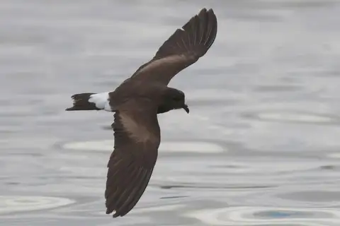 Wedge-rumped Storm Petrel