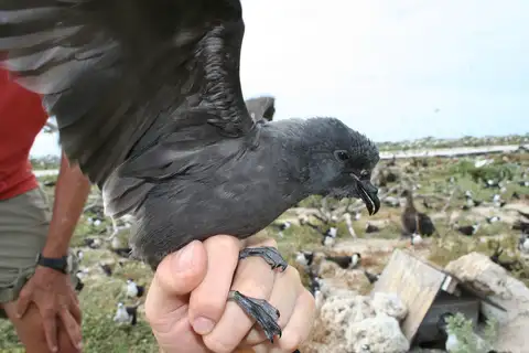 Tristram's Storm Petrel