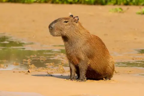 Capybara