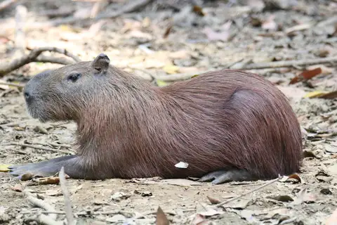 Lesser Capybara