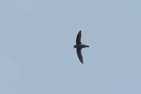 Giant Swiftlet