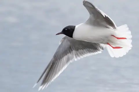 Little Gull