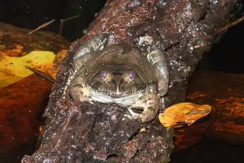Moaning River Frog