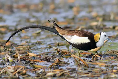 Pheasant-tailed Jacana
