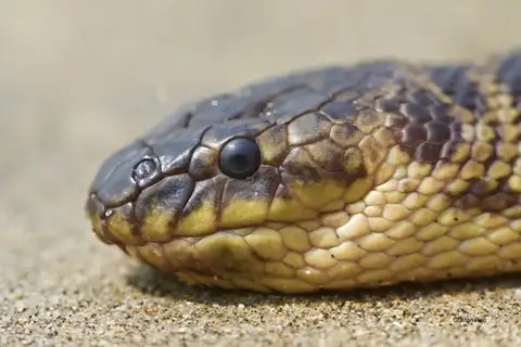 Spine-bellied Sea Snake