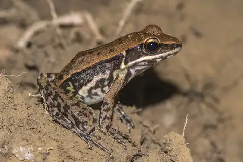 Cope's Assam Frog