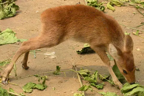 Water Deer