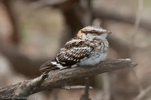 White-tailed Nightjar
