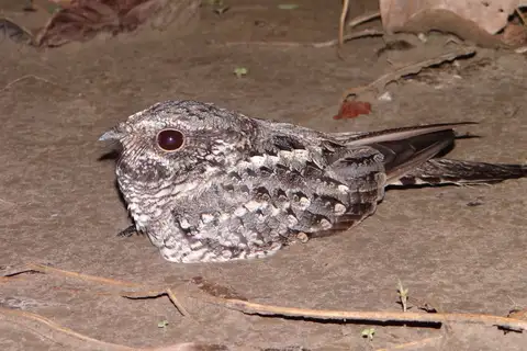 Ladder-tailed Nightjar
