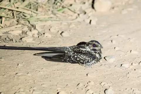 Long-trained Nightjar