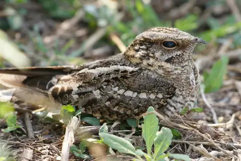 Scissor-tailed Nightjar