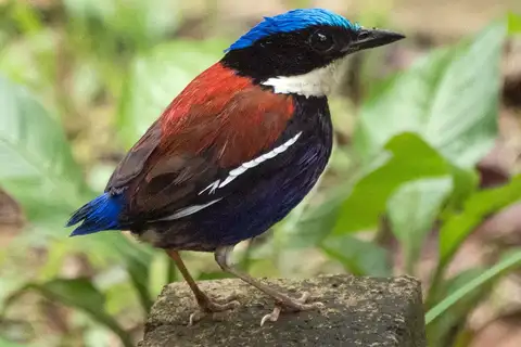 Blue-headed Pitta