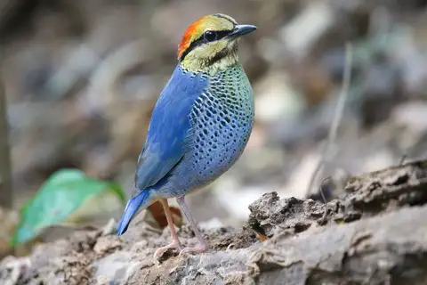 Blue Pitta