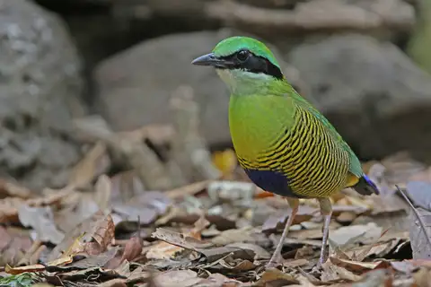 Bar-bellied Pitta