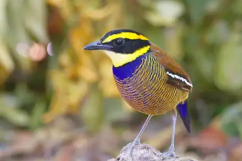 Javan Banded Pitta