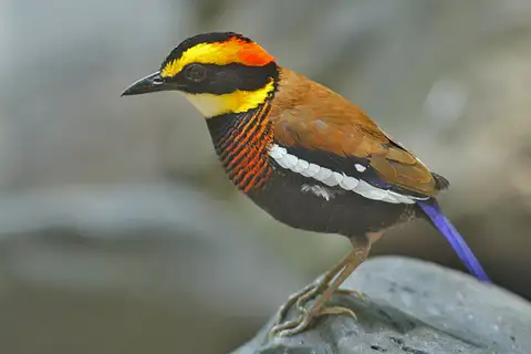 Malayan Banded Pitta