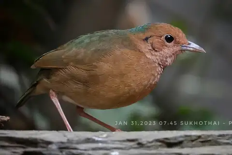 Blue-naped Pitta