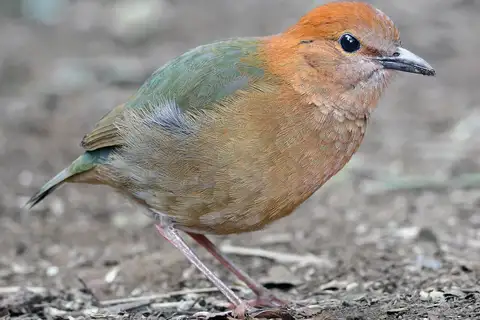 Rusty-naped Pitta