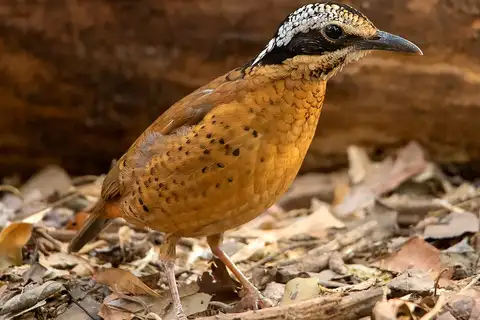 Eared Pitta