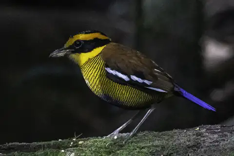Bornean Banded Pitta