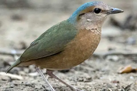 Blue-rumped Pitta