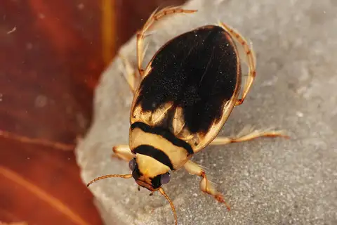 Squeak Beetle