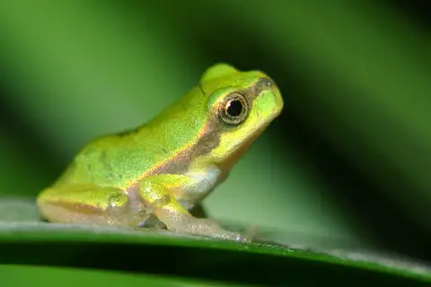 Jerdon's Tree Frog