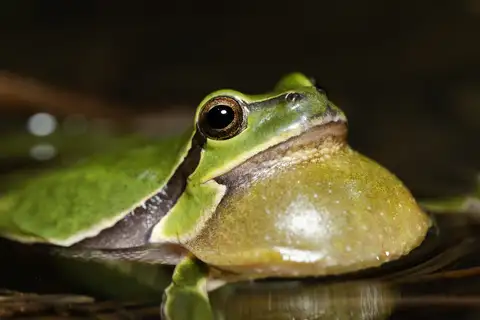 European Tree Frog