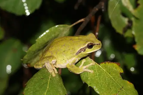 Carthaginian Tree Frog