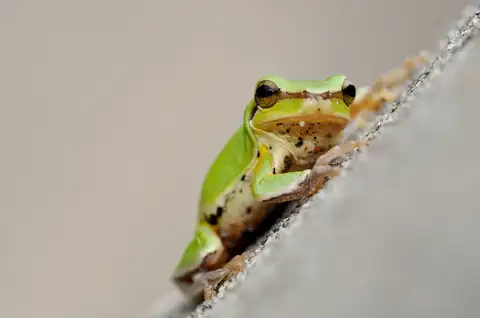 Common Chinese Tree Frog