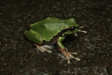 Dabie Mountains Treefrog